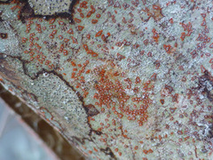 Arthonia rubrocincta