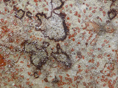 Arthonia rubrocincta