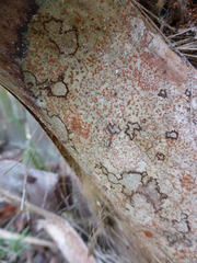 Arthonia rubrocincta