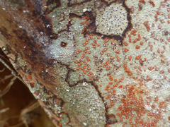 Arthonia rubrocincta