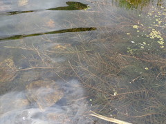 Potamogeton maackianus