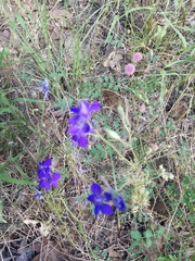 Delphinium consolida