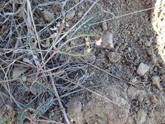 Astragalus cobrensis