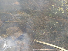 Potamogeton maackianus