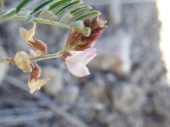 Astragalus cobrensis