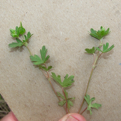 Geranium texanum