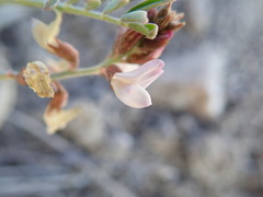 Astragalus cobrensis