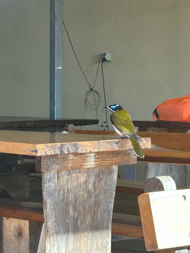 Blue-faced Honeyeater