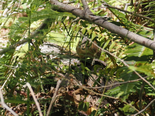 Yellow-cheeked Chipmunk observed by jmaughn