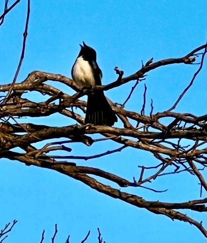 Willie Wagtail
