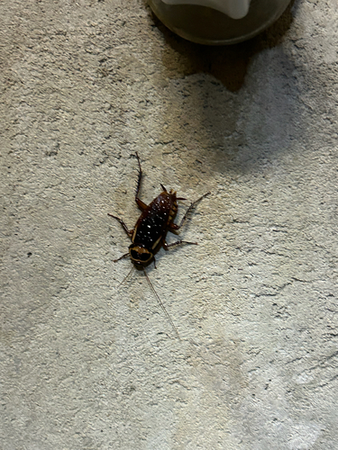 Australian Cockroach