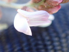 Astragalus cobrensis