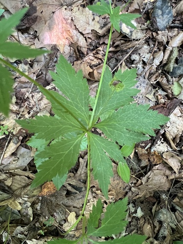 Sanicula odorata, photograph 4