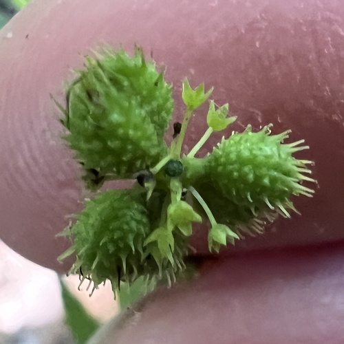 Sanicula odorata, photograph 5