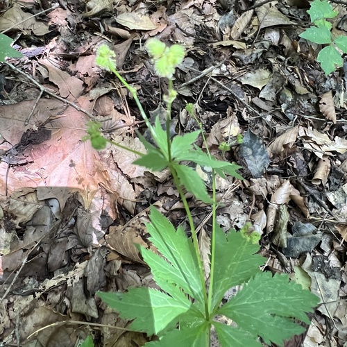 Sanicula odorata, photograph 6