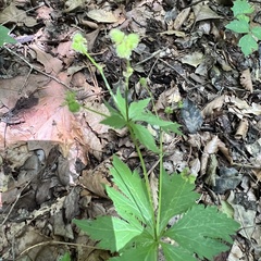 Sanicula odorata, photograph (c) Anne Parker, some rights reserved (CC BY)