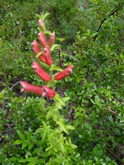 Lamourouxia rhinanthifolia