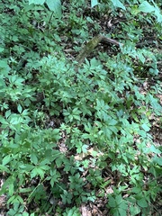Sanicula odorata, photograph (c) Anne Parker, some rights reserved (CC BY)