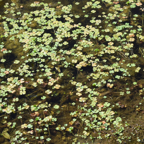 Marsilea vestita, photograph 3