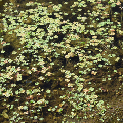 Marsilea vestita, photograph author not stated, no rights reserved