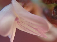 Astragalus cobrensis