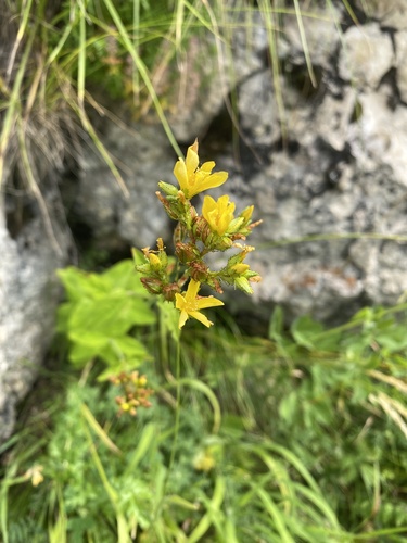 Hypericum montanum, photograph 2