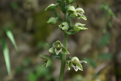 Epipactis condensata
