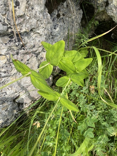 Hypericum montanum, photograph 5
