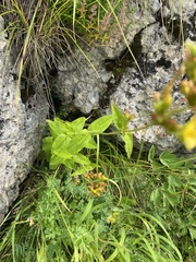 Hypericum montanum, photograph (c) Илья Руденко, some rights reserved (CC BY)