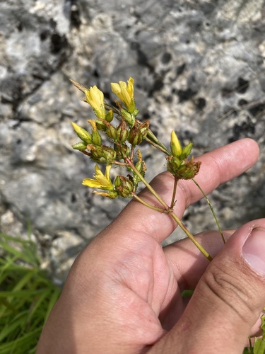 Hypericum montanum, photograph 3