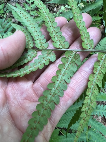 Dryopteris celsa, photograph 1