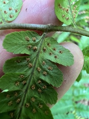 (c) Anne Parker, some rights reserved (CC BY) Dryopteris celsa, photograph (c) Anne Parker, some rights reserved (CC BY)