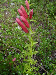 Lamourouxia rhinanthifolia