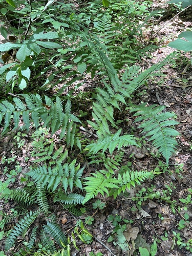 Dryopteris celsa, photograph 3