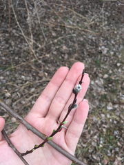Salix discolor