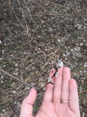 Salix discolor