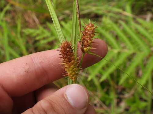 Carex baileyi observed 2026-07-26