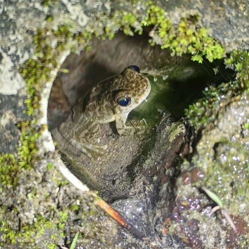 Wuyi torrent frog