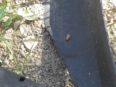 Loboptera decipiens