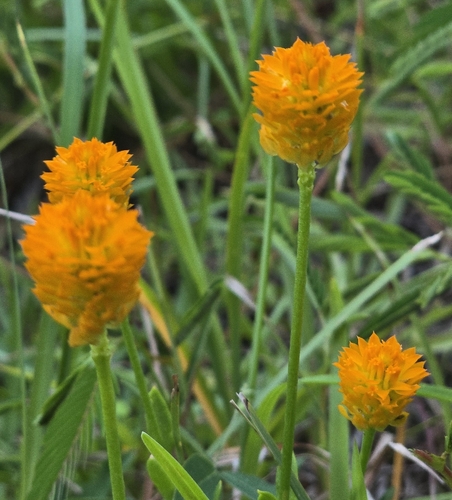 orange milkwort