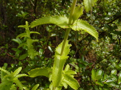 Lamourouxia rhinanthifolia
