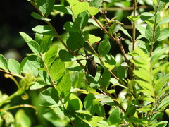 Acanthocephala declivis