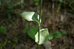 Epipactis condensata