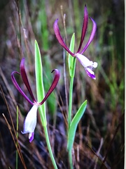 Cleistesiopsis