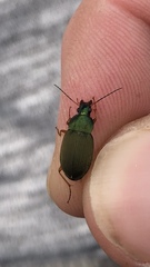 Chlaenius lithophilus