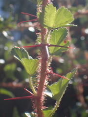 Ribes speciosum