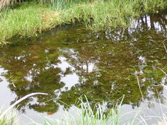 Potamogeton maackianus