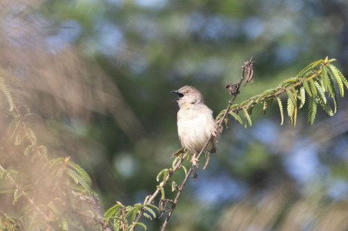 Prinia polychroa, 2026-04-26