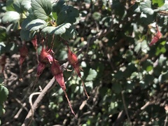 Ribes speciosum