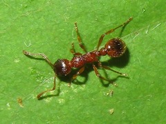 Myrmica ruginodis